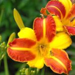 hemerocallis veronica