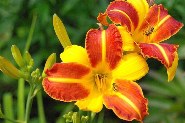 hemerocallis veronica hemerocallis veronica