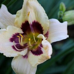 hemerocallis violetta