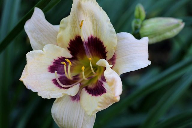 hemerocallis violetta hemerocallis violetta