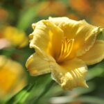 hemerocallis yellow bell