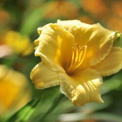 hemerocallis yellow bell