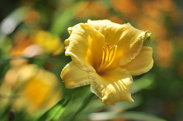 hemerocallis yellow bell hemerocallis yellow bell