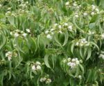 heptacodium miconioides 1