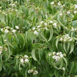 heptacodium miconioides 1