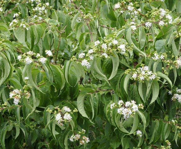 heptacodium miconioides 1 heptacodium miconioides 1