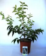 heptacodium miconioides