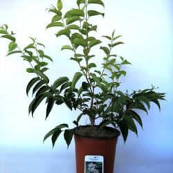 heptacodium miconioides