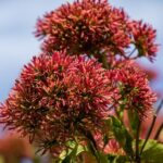 heptacodium miconioides tianshan minhep 1