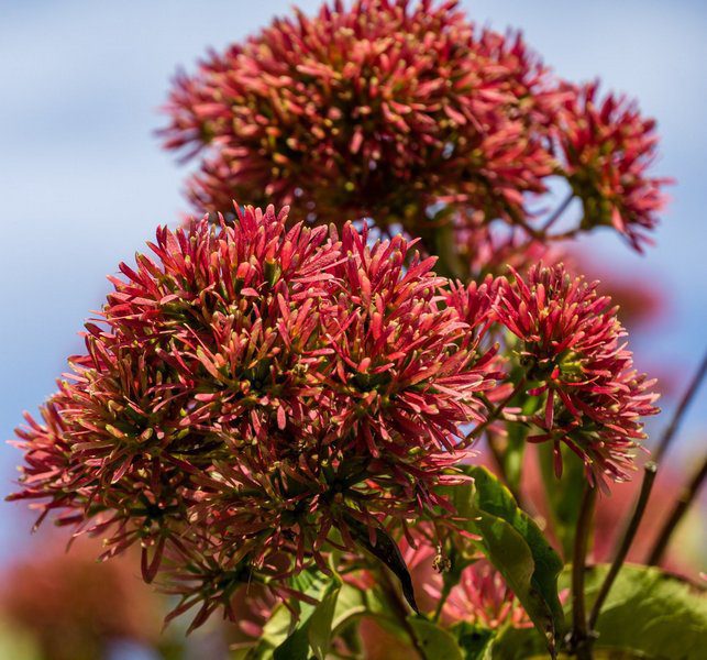 heptacodium miconioides tianshan minhep 1 heptacodium miconioides tianshan minhep 1