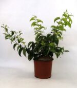 heptacodium miconioides tianshan minhep