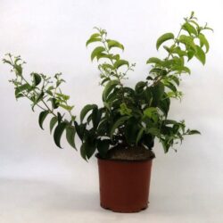 heptacodium miconioides tianshan minhep