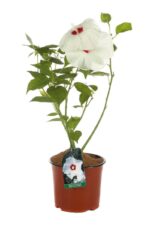 hibiscus moscheotus blanc cuore ross ibisco 1