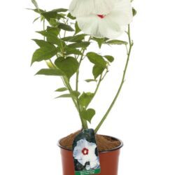 hibiscus moscheotus blanc cuore ross ibisco 1