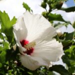 hibiscus moscheotus blanc cuore ross ibisco