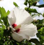 hibiscus moscheotus blanc cuore ross ibisco
