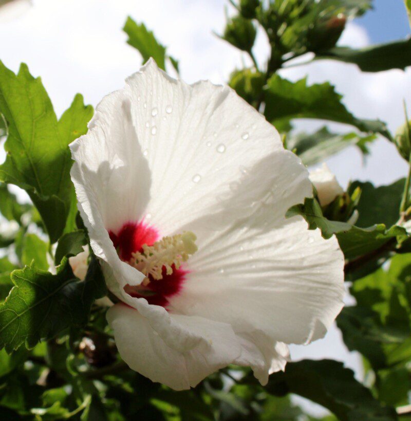 hibiscus moscheotus blanc cuore ross ibisco hibiscus moscheotus blanc cuore ross ibisco