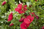 hibiscus moscheotus midnight marvel ibisco 1