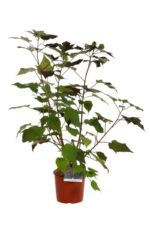hibiscus moscheotus midnight marvel ibisco