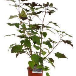 hibiscus moscheotus midnight marvel ibisco
