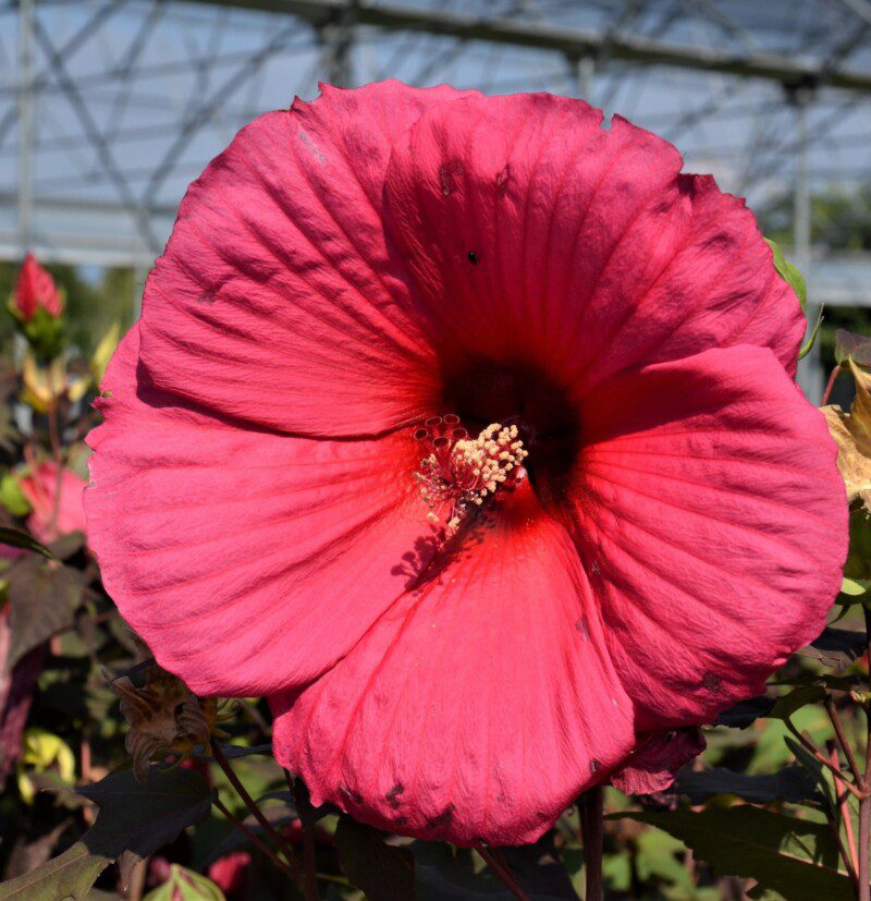 hibiscus moscheotus planet griotte tangri ibisco 1 hibiscus moscheotus planet griotte tangri ibisco 1