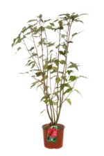 hibiscus moscheotus planet griotte tangri ibisco