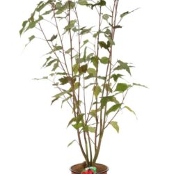 hibiscus moscheotus planet griotte tangri ibisco