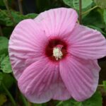 hibiscus moscheotus rose clair ibisco 1