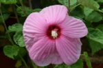 hibiscus moscheotus rose clair ibisco 1