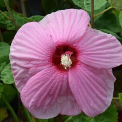 hibiscus moscheotus rose clair ibisco 1