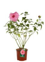 hibiscus moscheotus rose clair ibisco