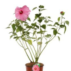 hibiscus moscheotus rose clair ibisco