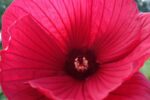 hibiscus moscheotus rouge ibisco 1