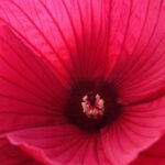 hibiscus moscheotus rouge ibisco 1