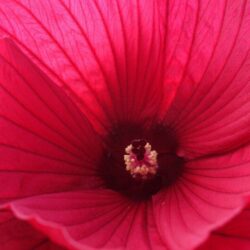 hibiscus moscheotus rouge ibisco 1