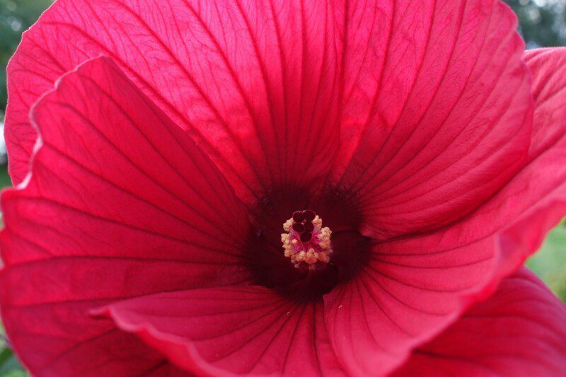 hibiscus moscheotus rouge ibisco 1 hibiscus moscheotus rouge ibisco 1