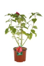 hibiscus moscheotus rouge ibisco