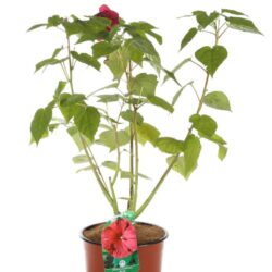 hibiscus moscheotus rouge ibisco