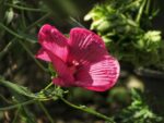 hibiscus moscheotus summerific berry awesome ibisco 1