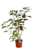 hibiscus moscheotus summerific berry awesome ibisco