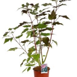 hibiscus moscheotus summerific berry awesome ibisco