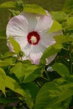 hibiscus moscheotus summerific perfect storm ibisco 1