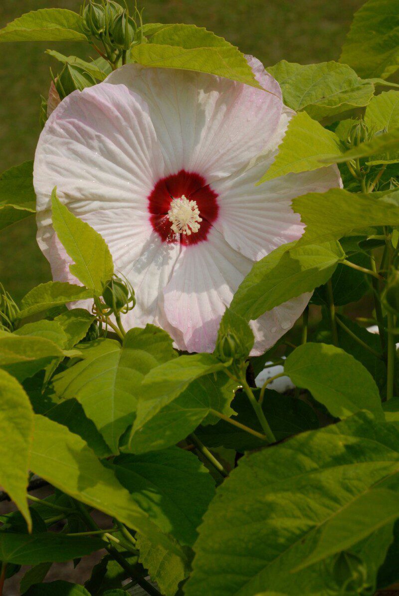 hibiscus moscheotus summerific perfect storm ibisco 1 hibiscus moscheotus summerific perfect storm ibisco 1