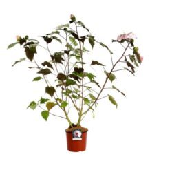 hibiscus moscheotus summerific perfect storm ibisco