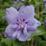hibiscus syriacus blue chiffon ibisco 1