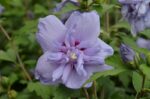 hibiscus syriacus blue chiffon ibisco 1