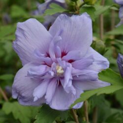 hibiscus syriacus blue chiffon ibisco 1