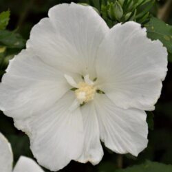 hibiscus syriacus diana ibisco 1