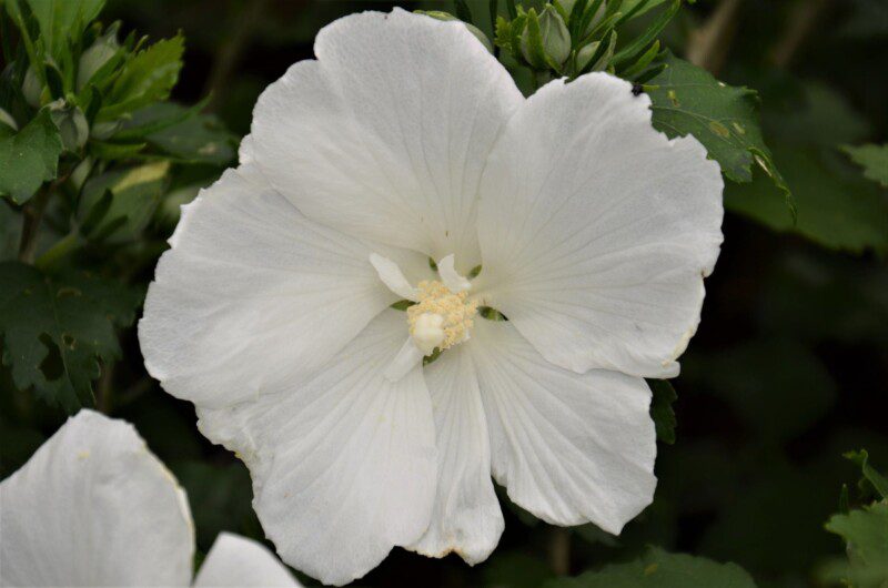 hibiscus syriacus diana ibisco 1 hibiscus syriacus diana ibisco 1
