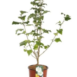 hibiscus syriacus diana ibisco